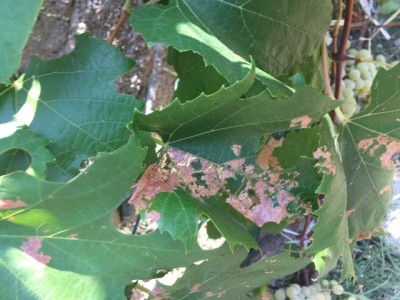 IMG_9822.JPG (132.34 KiB) Osservato 676 volte IMG_9822.JPG