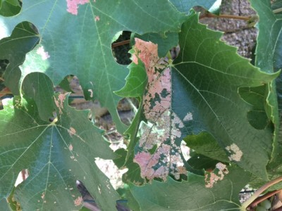 IMG_9773.JPG (142.48 KiB) Osservato 676 volte IMG_9773.JPG