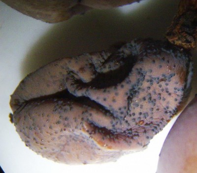 black rot - picnidi acino.JPG (110.29 KiB) Osservato 1020 volte black rot - picnidi acino.JPG