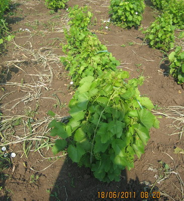 legatura 1.jpg (301.21 KiB) Osservato 2961 volte legatura 1.jpg