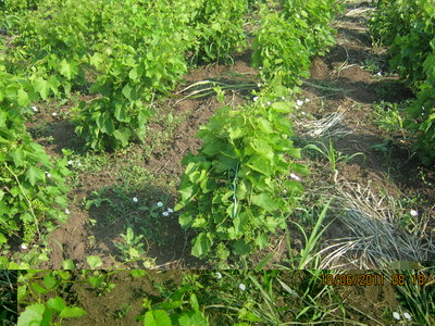 legatura2.jpg (299.48 KiB) Osservato 2961 volte legatura2.jpg