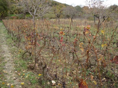 Vigna di zio D. / Vigna di zio D. reimp.JPG Vigna di zio D. reimp.JPG