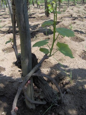 innesto propaggine a doppio spacco inglese / IM000944.JPG IM000944.JPG