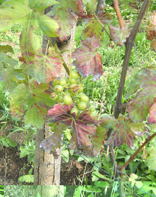 DSCF4418.JPG (278.44 KiB) Osservato 4084 volte DSCF4418.JPG