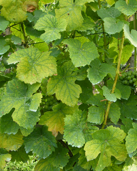 DSCF4417.JPG DSCF4417.JPG